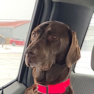 Meet your Posher, Ben